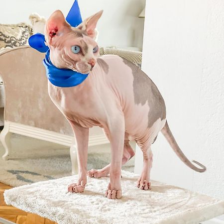 Vila Petunija シェニツァ エクステリア 写真