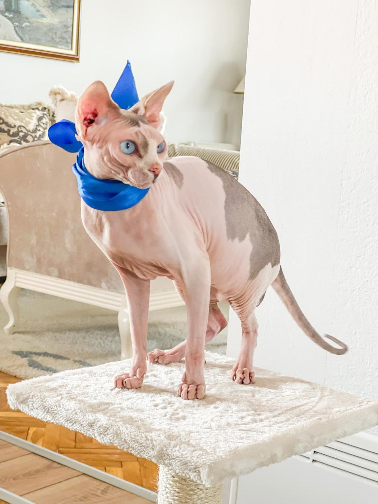 Vila Petunija シェニツァ エクステリア 写真